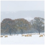 slides/Chanctonbury Sheep.jpg chanctonbury hill, west sussex,washington village,south downs national park,snow,winter 2010,sheep,trees,mist,fog,harsh Chanctonbury Sheep